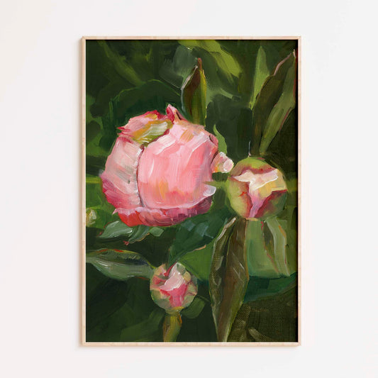 Pink Peony Buds on Green Leaves - Floral Art Print